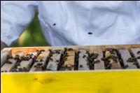 Bienen 25