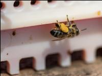 Bienen vor Flugloch 7