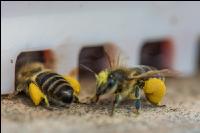 Bienen vor Flugloch 9