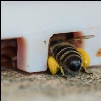Bienen vor Flugloch 8