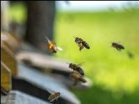 Bienen vor Flugloch 12