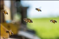 Bienen vor Flugloch 11