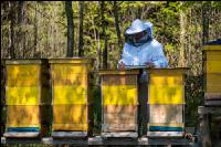 Bienenstock Aufzeichnungen 2