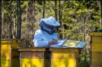 Bienenstock Aufzeichnungen 1