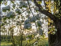 Birne Blüte 19