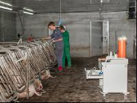 Schweinebesamung Vorbereitung 16