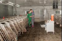 Schweinebesamung Vorbereitung 14
