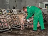 Schweinebesamung Vorbereitung 13
