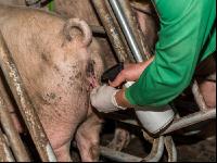 Schweinebesamung Vorbereitung 12