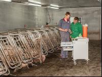 Schweinebesamung Vorbereitung 6