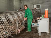 Schweinebesamung Vorbereitung 1