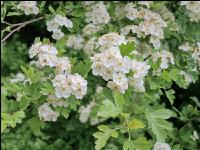 Weißdorn Blüte 5