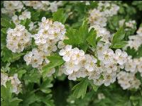 Weißdorn Blüte 4
