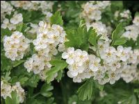 Weißdorn Blüte 1