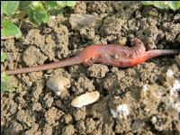 Regenwurm 22