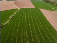 Tramlines in wheat