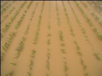 Hochwasser Mais 3