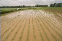 Hochwasser Mais 4