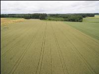 Triticale 1