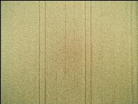Triticale 2