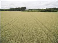 Triticale 3