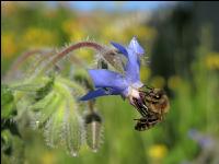 Bienen Sommer 1