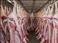 Kühlraum Schweine 17