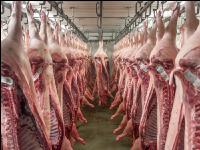 Kühlraum Schweine 18