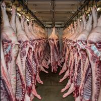 Kühlraum Schweine 19