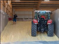 Maiskornsilage 36