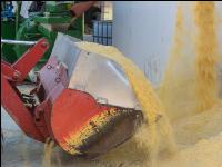 Maiskornsilage 34