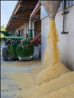Maiskornsilage 33