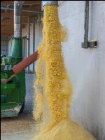 Maiskornsilage 32