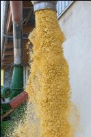 Maiskornsilage 31