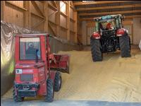 Maiskornsilage 29