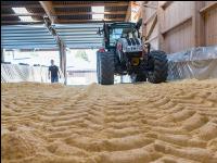 Maiskornsilage 23