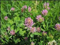 Red clover head 3