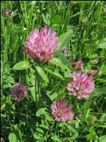 Red clover head 4