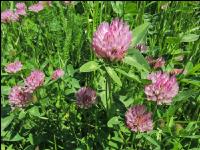 Red clover head 5