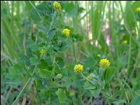 Hop clover 2