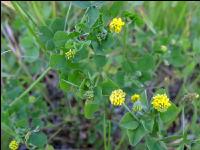 Hop clover 3