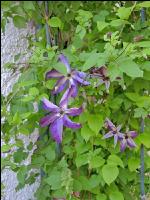 Clematis