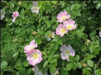 Heckenrose 4