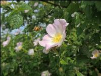Biene Frühling 3