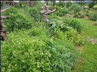 Kräutergarten 3