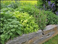 Kräutergarten 4