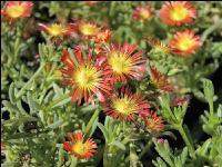 Mittagsblume 1