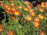 Mittagsblume 2