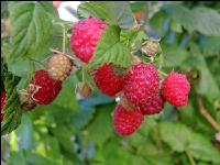 Himbeeren 9