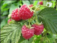 Himbeeren 11